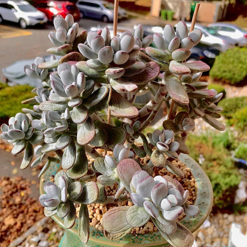 Boutique Big Rare Succulents/Cotyledon Orbiculata cv. Variegated/What You See is What You Get/Bare Root Without Soil Pot/Plants Gifts
