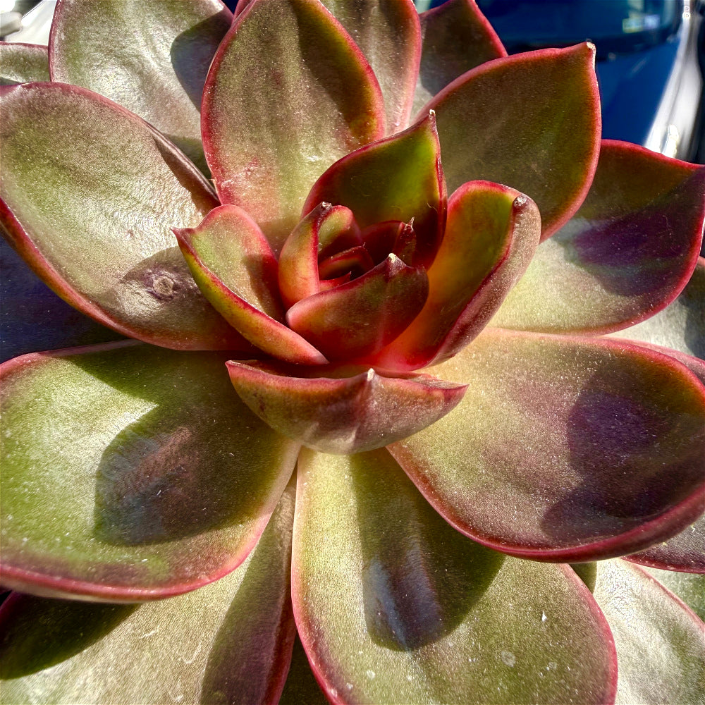 Echeveria 'Red Lantern' ~4"-5" - Boutique Rare Succulent Live Plant