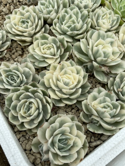 Echeveria Onslow Variegata - Rare Variegated Succulent 2-3 Inches, Live Bare Root, Easy Care, Colorful Indoor Outdoor Plant