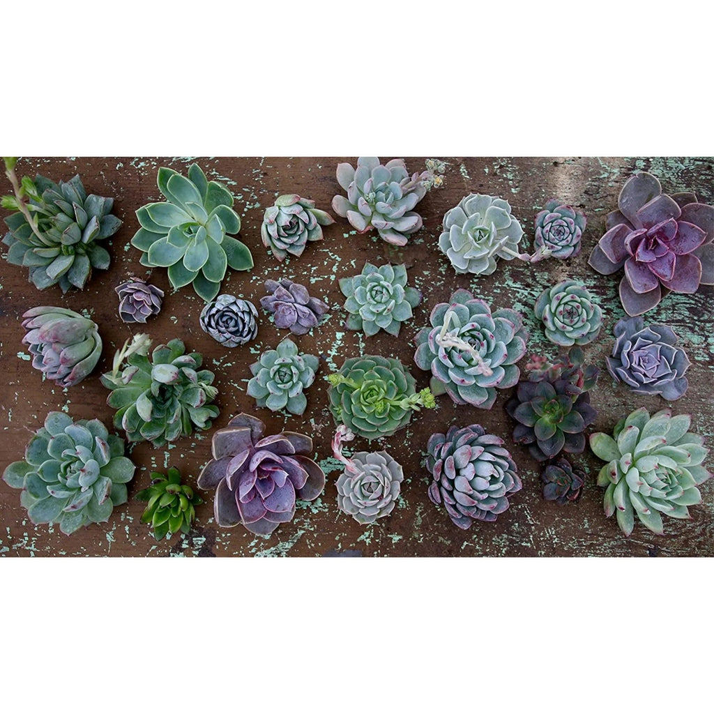 Organic Cactus Potting Mix | Bumble Plants
