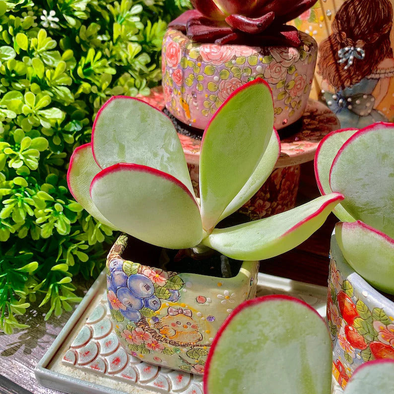 Cotyledon Orbiculata 'Hakubi' Approx. 1.5" in Diameter