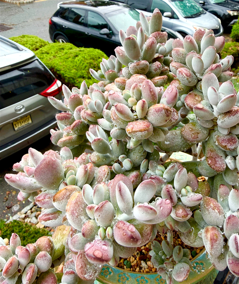 Cotyledon Orbiculata - 11" Rare Boutique Succulent - Exact Plant Shown 1 of 1 - WYSIWYG Live Plant