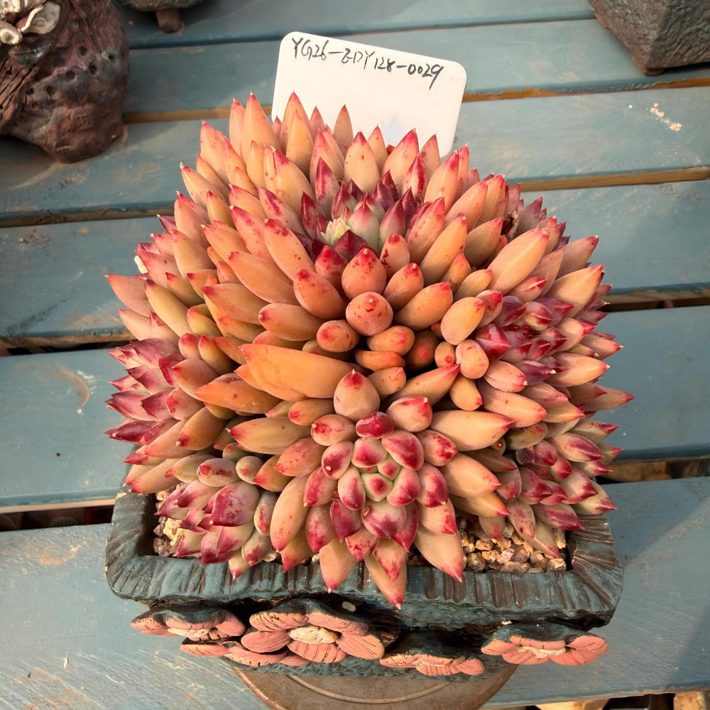 EDY128-0029 Echeveria ’Pink Cherry' Gen 2 - Rare Large 5"-5.5" Live Succulent
