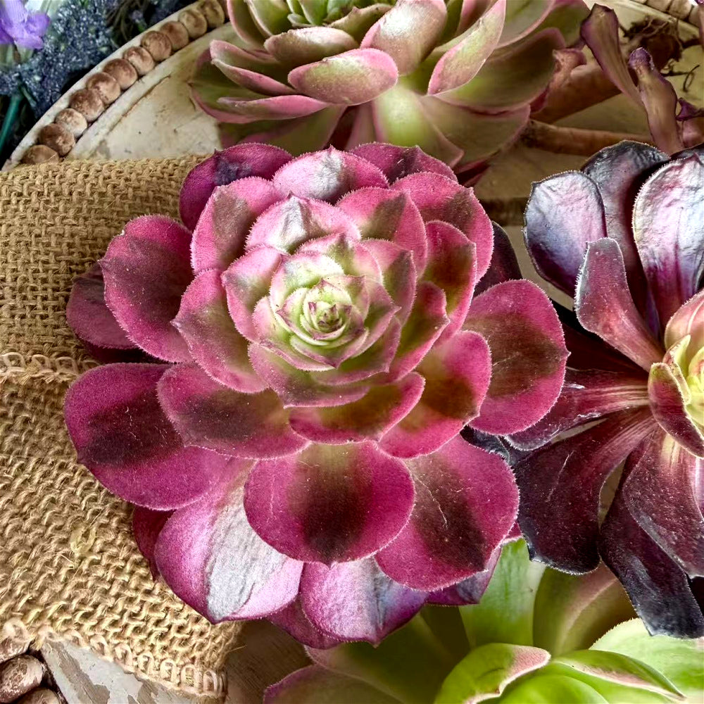 6-PCS Premium Assorted Aeonium Cutting Live Plant Set - Mix Plants Random Succulents