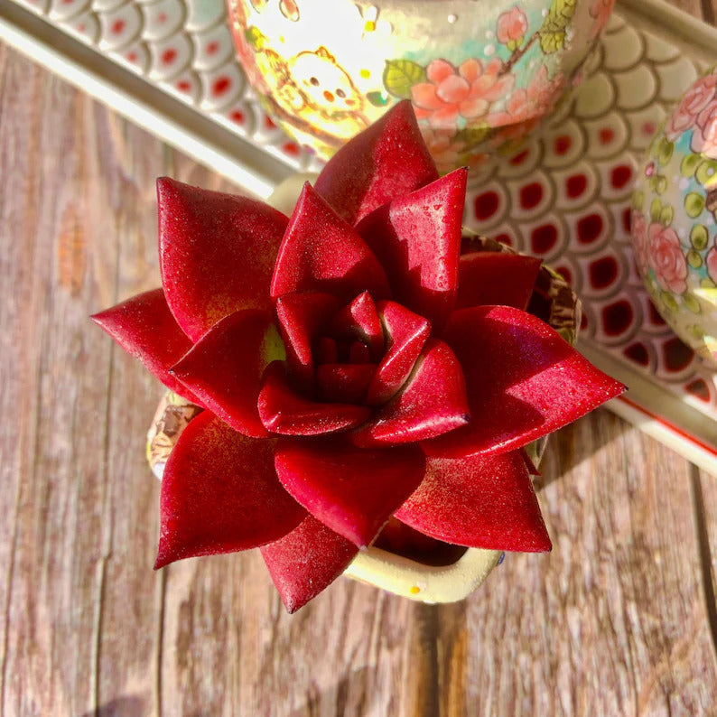 Echeveria Agavoides v. ‘Romeo Rubin’ Single-stemmed Succulent Living Approx. 3–3.5 inches Across