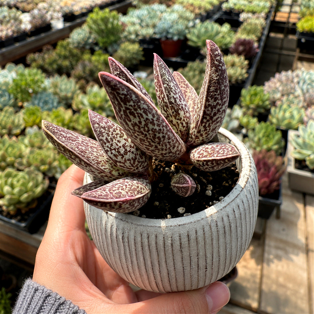 Adromischus Marianae 'Huaji-Lengye' 2"-2.5" Bare Root Live Rare Succulent | Rare Warty Water Drop Plant | Gifts for Succulent Lovers