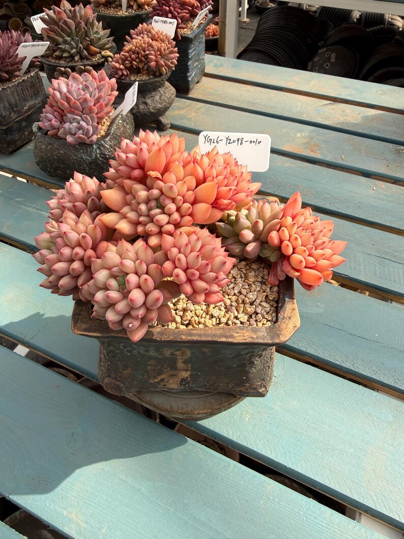 Exact Plant Shown Echeveria 'Yanzi' Rare Live Succulent | 4-Year Grown-up 6.3-inch Big Collector Plant Only One - No. YZ098-0010