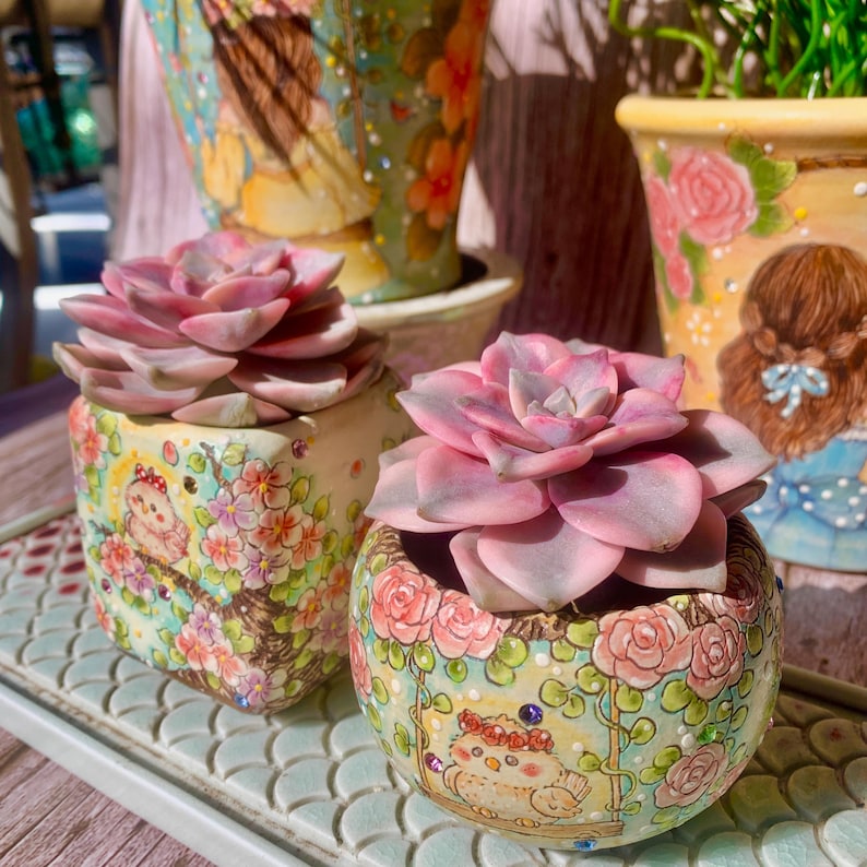 Popular Succulent - Graptoveria 'Debbie' Variegated - As a Beginner-friendly Drought-tolerant Plant