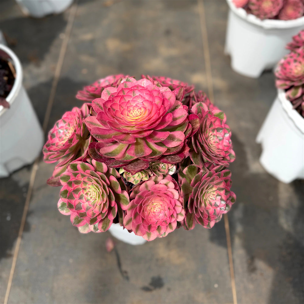 Aeonium 'Lychee' Variegata - Highly Sought-After by Collectors - Extra-Large 8"-10" Candy-like Rosette Mature  Succulent
