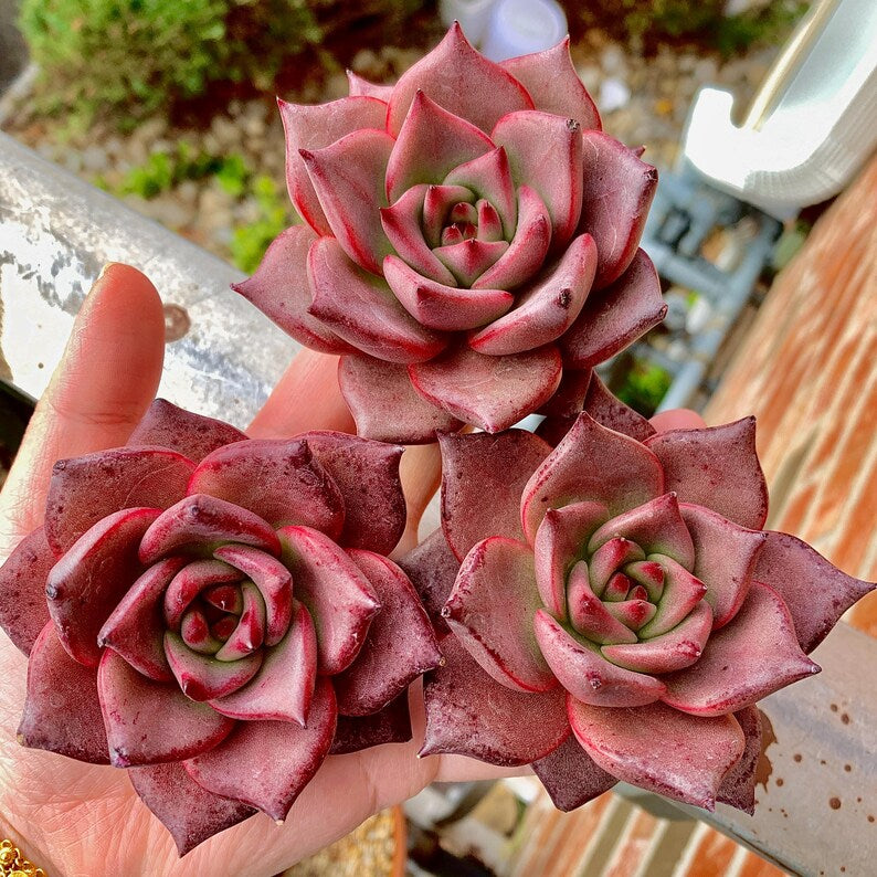 Echeveria Agavoides 'Romeo' 3"-3.5" Boutique Single-plant Succulent - Known For Its Star-shaped Rose-like Form