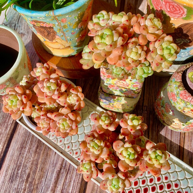 [Mother's Day Gifts] A Rarely Succulent With Delicate Fragrance - Sedum Clavatum Variegated - Compact Rosettes as Decorative Plants