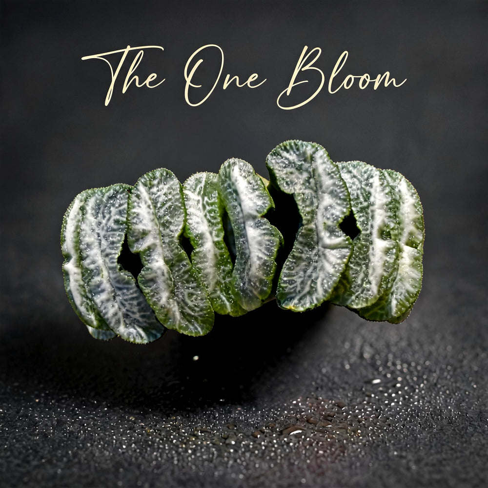 Haworthia Truncata