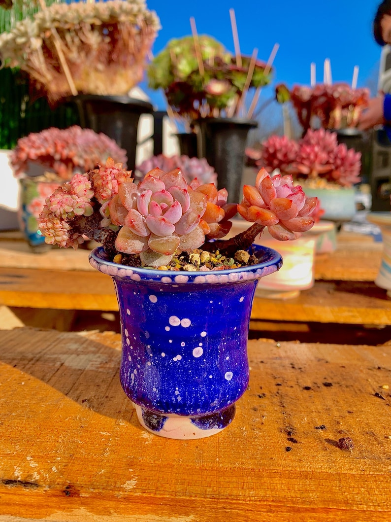 2512-038 Boutique Rare Succulents/Echeveria Orange Monroe/What You See is What You Get /Bare Root Without Soil Pot/Plants Gifts