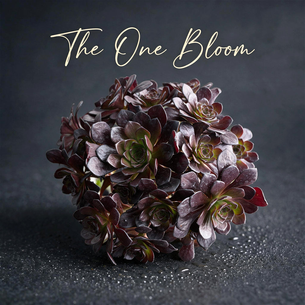 Aeonium Arboreum 'Black Rose' ~4"-5" Multi-stemmed Clustered - Rare Succulent Live Plant - Dark Rosettes Mature Bouquet Structure