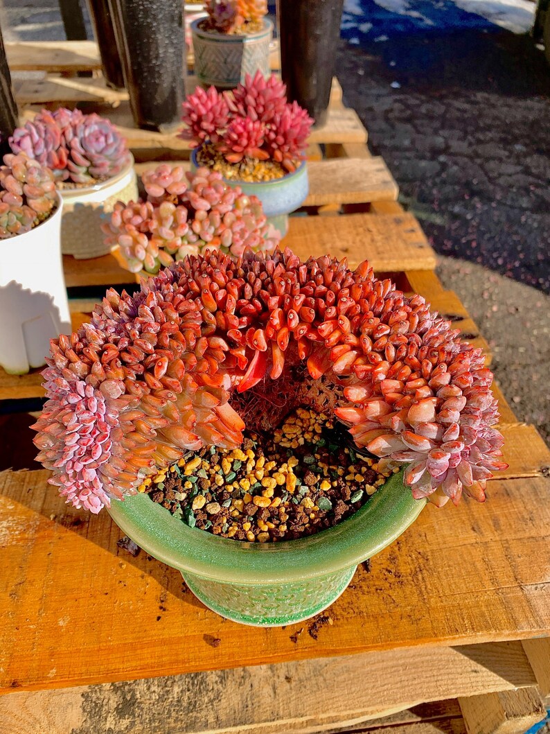 Rare Echeveria ‘Orange Monroe’ Succulent Plant | Boutique Live Succulent | What You See is What You Get | Bare Root 2512-043