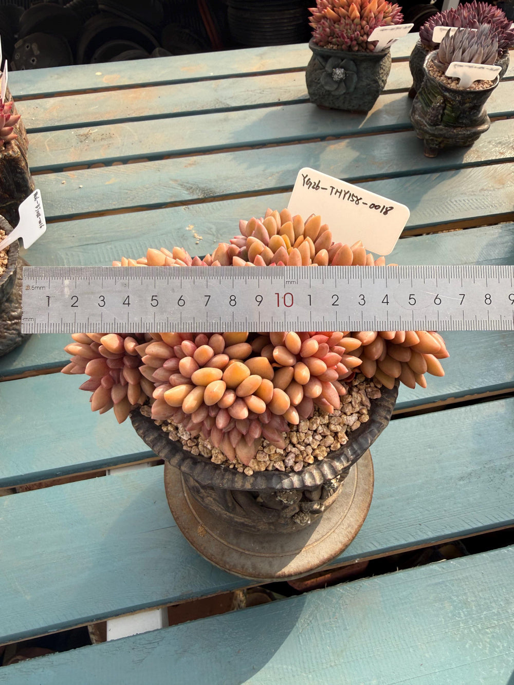 THY158-0018 Rare Echeveria 'Peach Blossom Spring' – Exact Plant Shown Live Collector Succulent – One of a Kind
