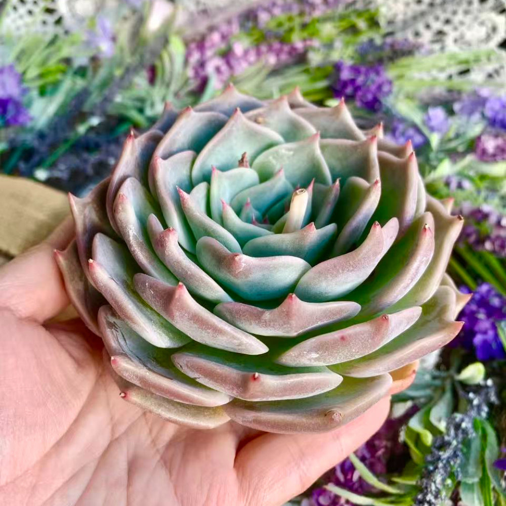Echeveria 'Cupid' - Single Diameter Approx. 4"