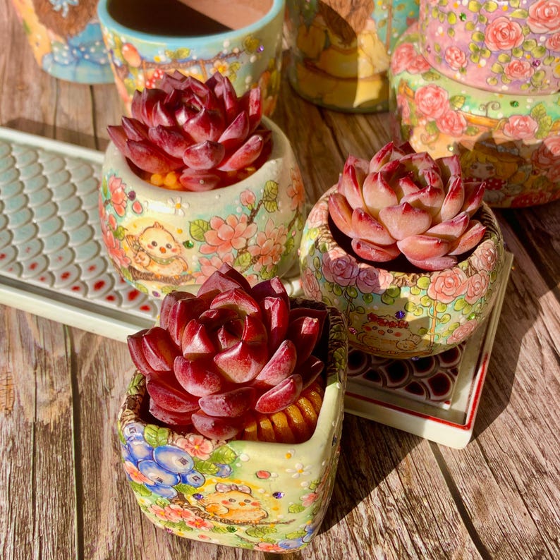 Sculptural Rosette Succulent - Echeveria 'Daredevil' - Vibrant and Low-maintenance