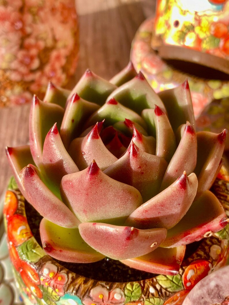 Father's Day Gift: Large Rare Succulent - Echeveria Agavoides 'Blue Dragon' - Striking Plant Known For Resembling Dragon Teeth