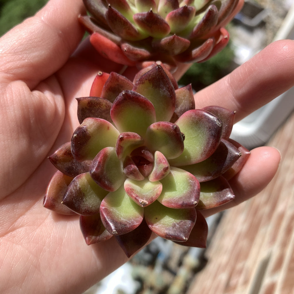 Echeveria ‘SHUTING' - Single Diameter Approx. 2"-2.5"