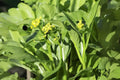 Yu Choy Sum Seeds - Asian Heirloom Vegetable, Flowering Brassica, Brassica rapa var. parachinensis, 150 Seeds