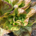 Marvel of 4 Seasons Lettuce