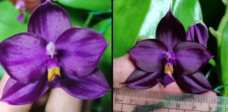 Phalaenopsis(ChienLung Red King x Yaphon Super Jaguar) "BK#4" x Phal. (Yaphon Super Jaguar X (Yaphon Super Jaguar X Samera)) "BK#2"