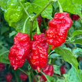 Thors Hammer Red - Seeds