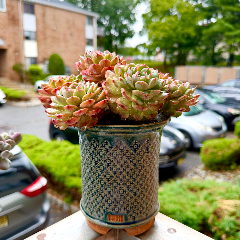 Echeveria 'Rosy Glow' 6.5"-7" WYSIWYG Live Plant - Exact Plant Shown Collector Rare Succulent