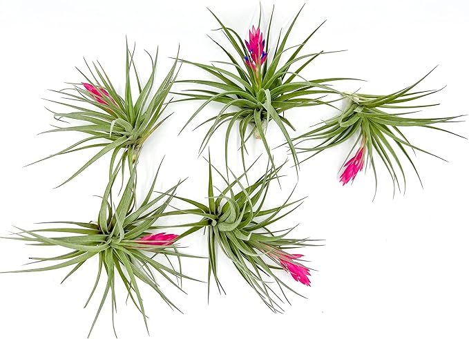 Air Plants - Flowering Tillandsia Stricta Large 5" - 5ct - Live Arrival Guaranteed - House Plants for Home Decor & Gift