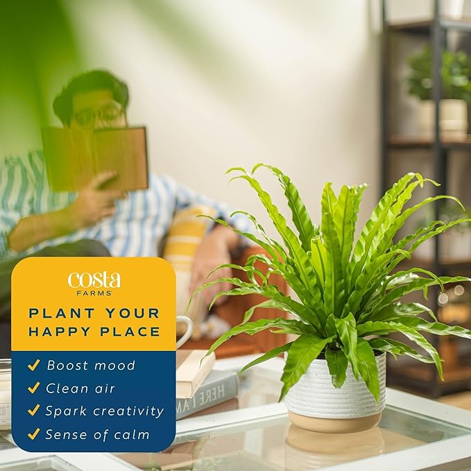 Costa Farms Bird's Nest Fern Plant, Easy Care Live Indoor Houseplant in Modern Decor Planter, Potted in Soil Potting Mix, Outdoor Garden Gift, Beautiful Home Décor, Housewarming Gift, 15-Inches Tall