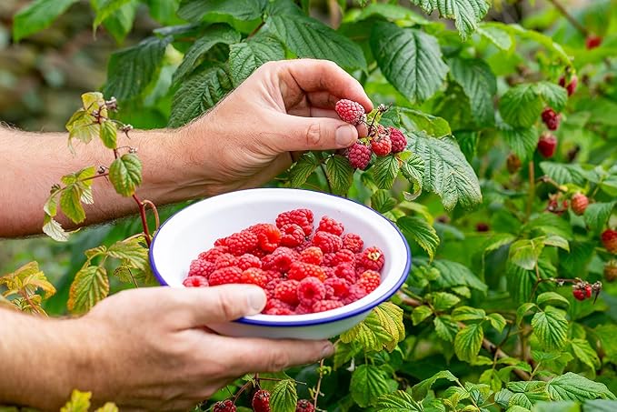 How To Blend Raspberry Seeds Premium Raspberry Potting Soil Mix - Optimal Blend for Thriving and Ju ...