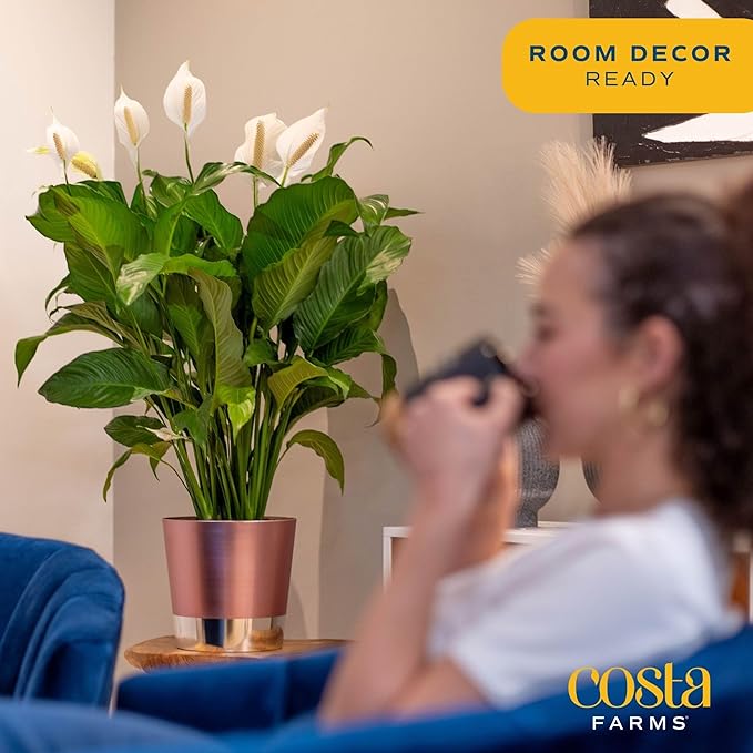 Costa Farms Premium Live Indoor Peace Lily Spathiphyllum, Marble Ceramic Decorator Pot 15-Inches Tall, Shipped Fresh from Our Farm