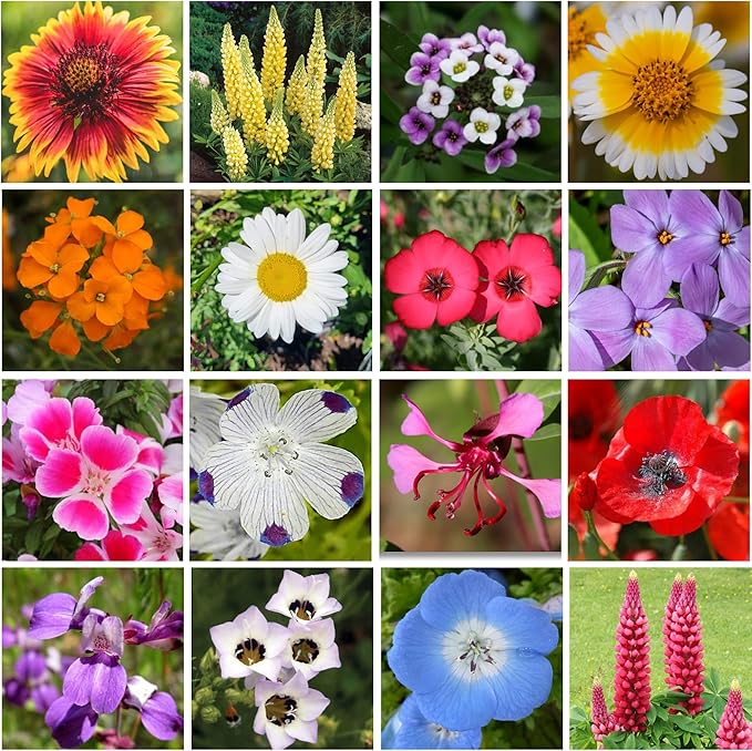 Geva Grow on The Go Seed Shaker - Northwest Wildflower Seeds Regional Mix - Organic, Non-GMO - 100% Pure Seed - 20 Different Wildflowers Seeds of Annual and Perennial, 2oz
