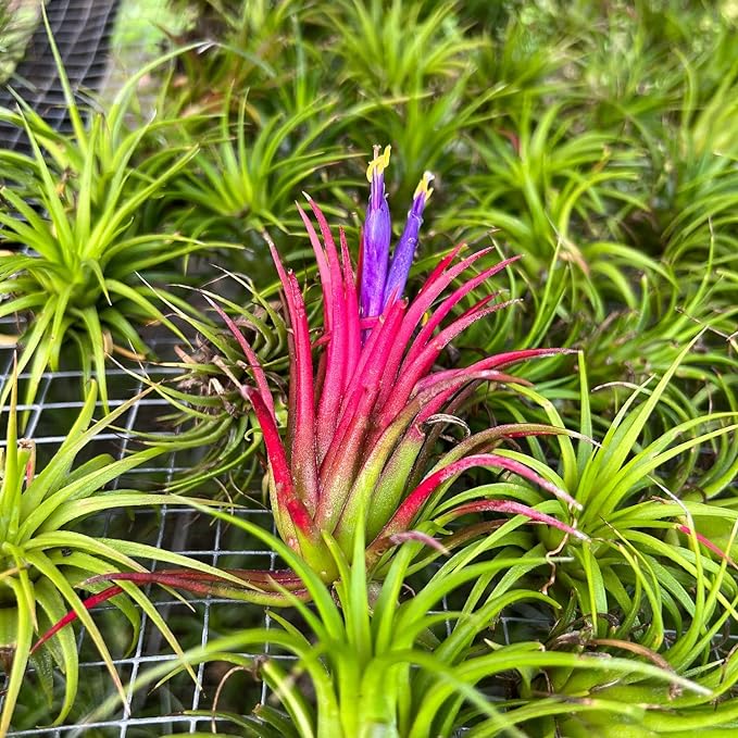 Air Plants Bulk - Tillandsia Ionantha Wholesale Pack, Regular 1-3" - 25ct - Live Arrival Guaranteed - House Plants for Home Decor & Gift