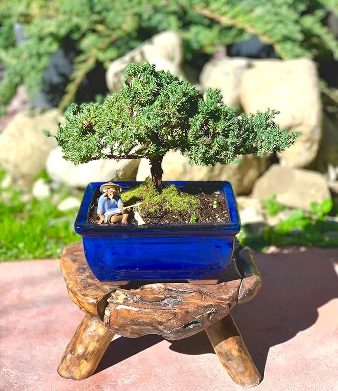 Live Dwarf Juniper Bonsai Tree 7 Year Old | Juniper or Jade Bonsai Tree | Indoor/Outdoor | 100% Handcrafted| Home and Office Décor | Best Gift for Holiday