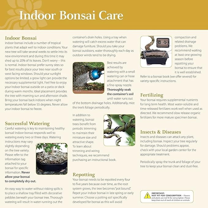 Brussel's Bonsai Live Golden Gate Ficus Indoor Bonsai Tree - Small, 4 Years Old, 5 to 8 In - Live Bonsai Tree in Ceramic Bonsai Pot with Humidity Tray