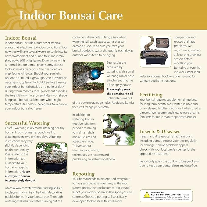 Brussel's Bonsai Live Golden Gate Ficus Indoor Bonsai Tree - Medium, 7 Years, 8 to 16 In - Live Bonsai Tree in Ceramic Bonsai Pot and Humidity Tray