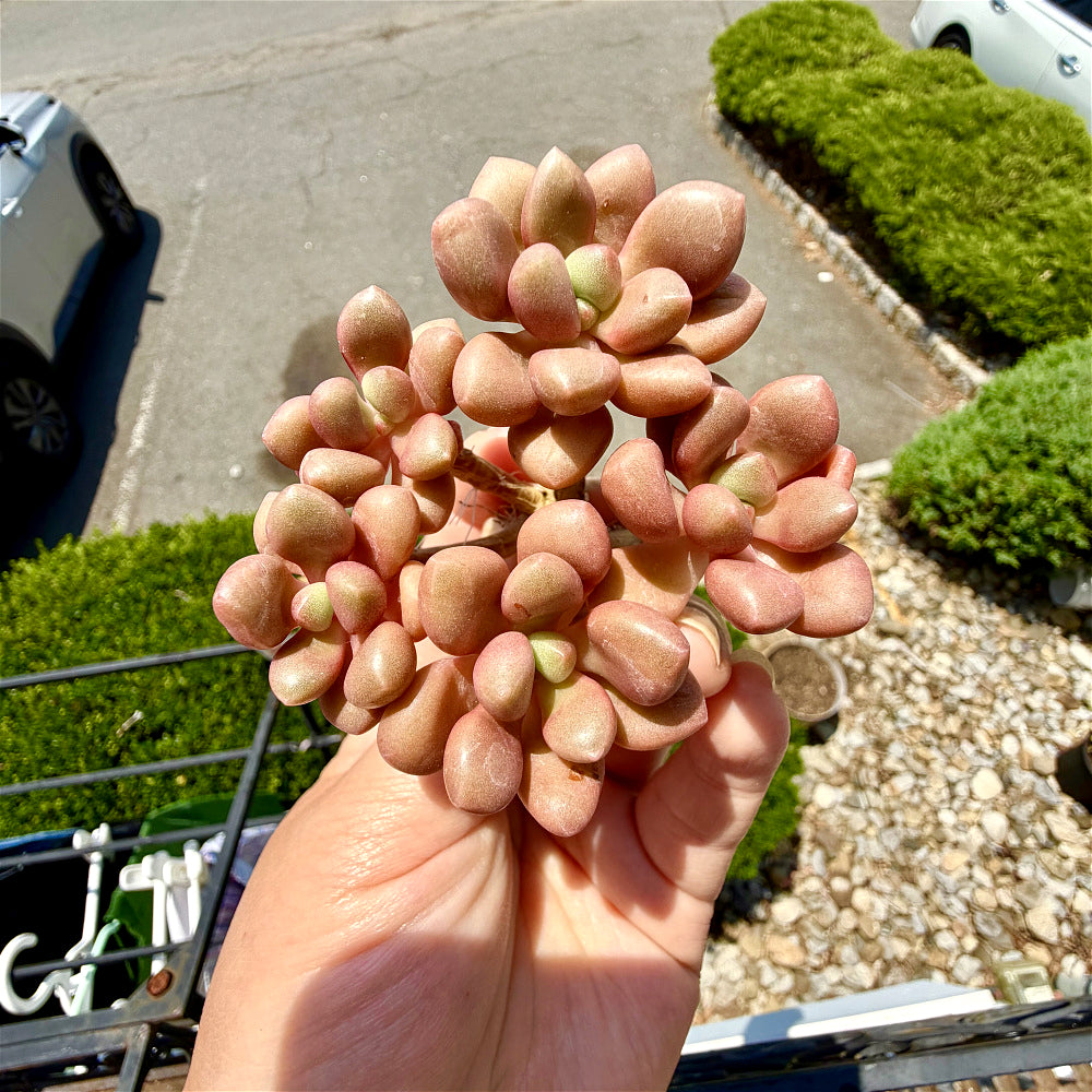 xGraptoveria 'Avant-garde' Clump-forming - 3-6 Heads Succulents Approx. 3"-3.5" in Diameter