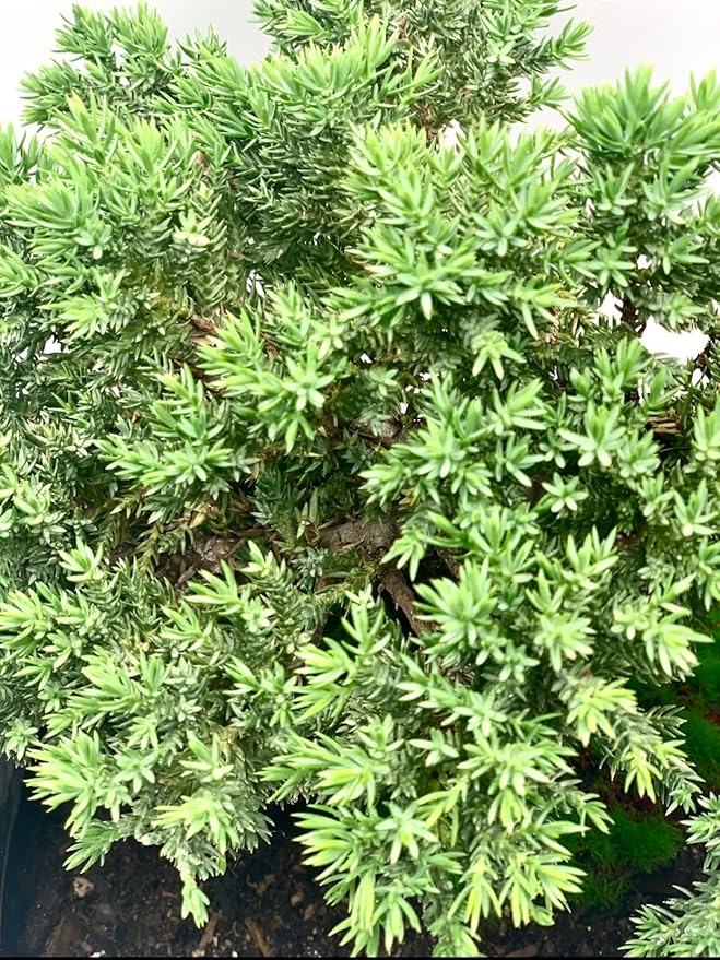 Live Dwarf Juniper Bonsai Tree 15+Years Old | Juniper or Jade Bonsai Tree | Indoor/Outdoor | 100% Handcrafted| Home and Office Décor | Best Gift for Holiday (style4)