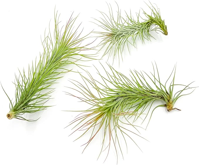 Air Plants - Tillandsia Funckiana, Large 5" - 3ct - Live Arrival Guaranteed - House Plants for Home Decor & Gift