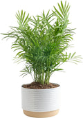 Costa Farms Parlor Palm, Neanthebella Tropical Live Plant, Easy to Grow Palm Houseplant Potted in Décor Plant Pot, Unique Plant Lover Gift, Living Room Home and Office Décor, 1 Foot Tall