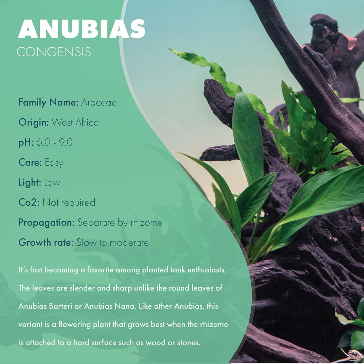 Anubias Live Aquarium Plants - Potted Freshwater Plant for Fish Tanks, Terrariums - Beginner Friendly Low Light (Congensis, 3 Pots)