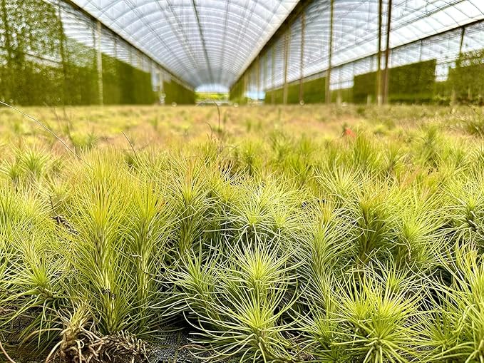 Air Plants - Tillandsia Funckiana, Large 5" - 1ct - Live Arrival Guaranteed - House Plants for Home Decor & Gift