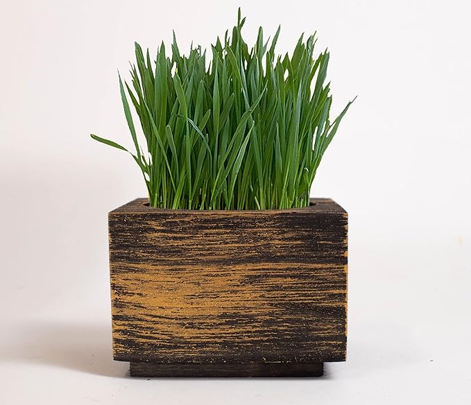 Cali Kiwi Organic Cat Grass Kit - Cat Grass for Indoor Cats with Cat Toy – Natural Hairball Remedy, Supports Digestion & Health, Single Planter (Black Gold)