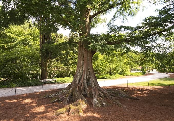 (3) - Dawn Redwood Trees - Starter Plant (LG36) (3 Live Trees)