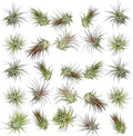 Air Plants Bulk - Tillandsia Ionantha Wholesale Pack, Regular 1-3" - 25ct - Live Arrival Guaranteed - House Plants for Home Decor & Gift