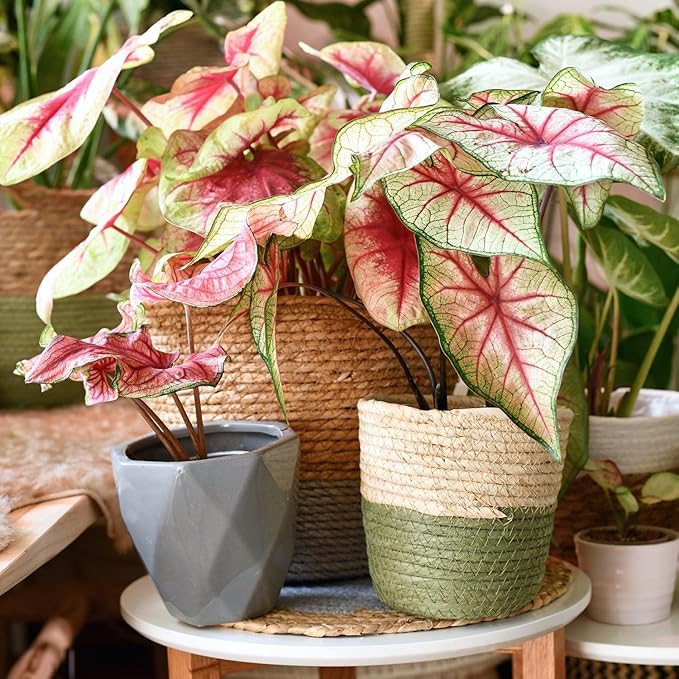 Caladium Potting Mix - Unlock Robust Growth and Striking Leaf Color with Our High-Performance Formula - 20 Quart