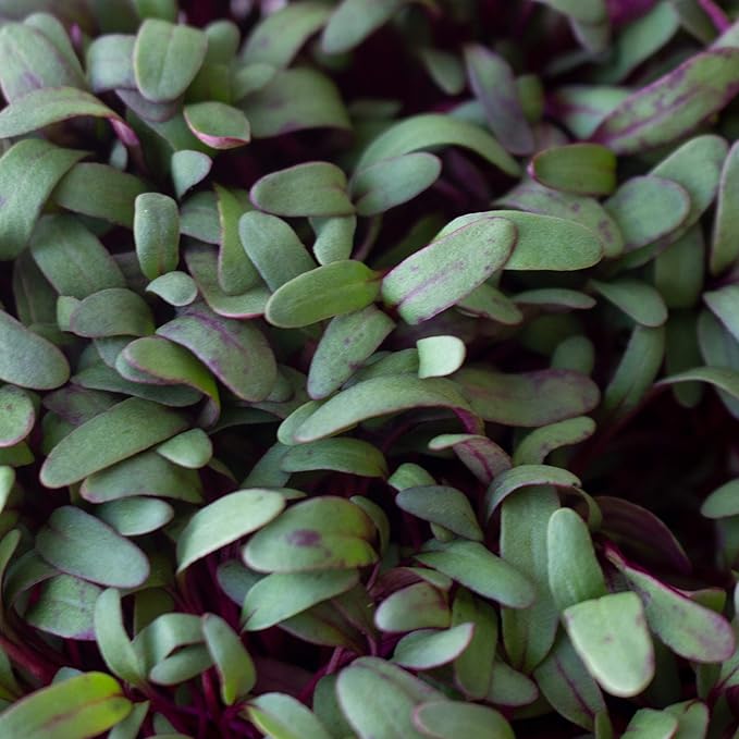 Beet Seeds - Red Round - 1 Lb ~24,000 Seeds - Beta vulgaris - Microgreens Seed - Non-GMO, Heirloom, Open Pollinated, Annual
