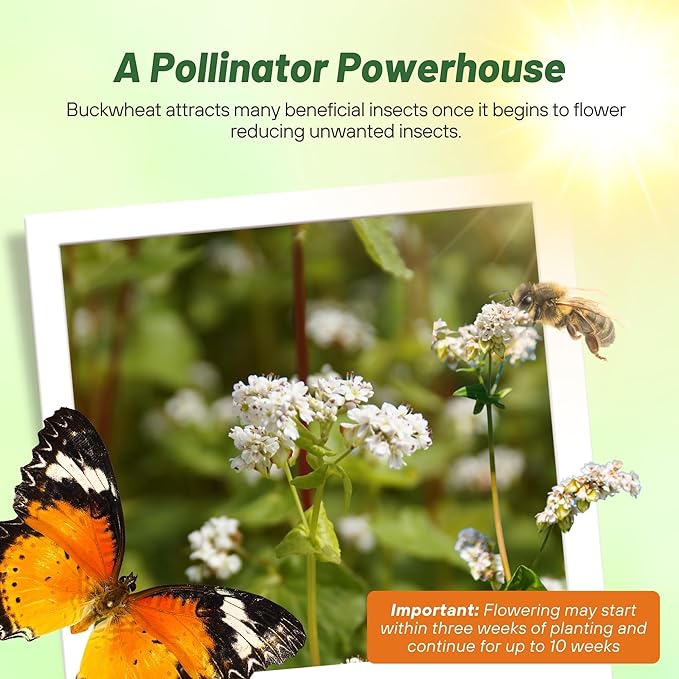 Outsidepride Buckwheat Seeds - 1oz Annual, Fast-Growing, Easy to Grow Buckwheat Cover Crop Seeds for Green Manure, Bee Pasture & Pollinators, Wildlife Habitat, Soil Improvement, and Erosion Control